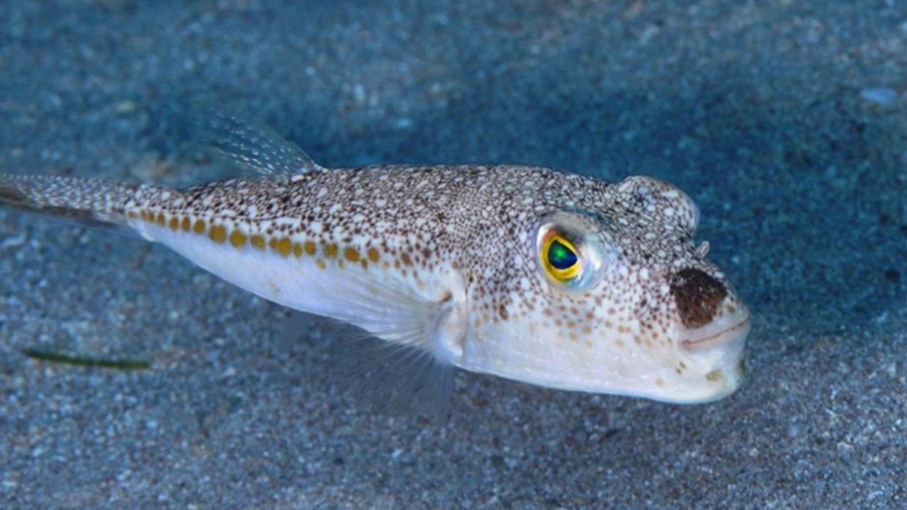 Balon Balığı Avcılığına Destek Arttı
