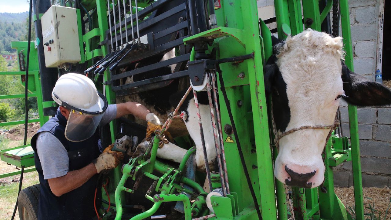 Hatay Büyükşehir'den Besicilere Hayvan Bakım Desteği