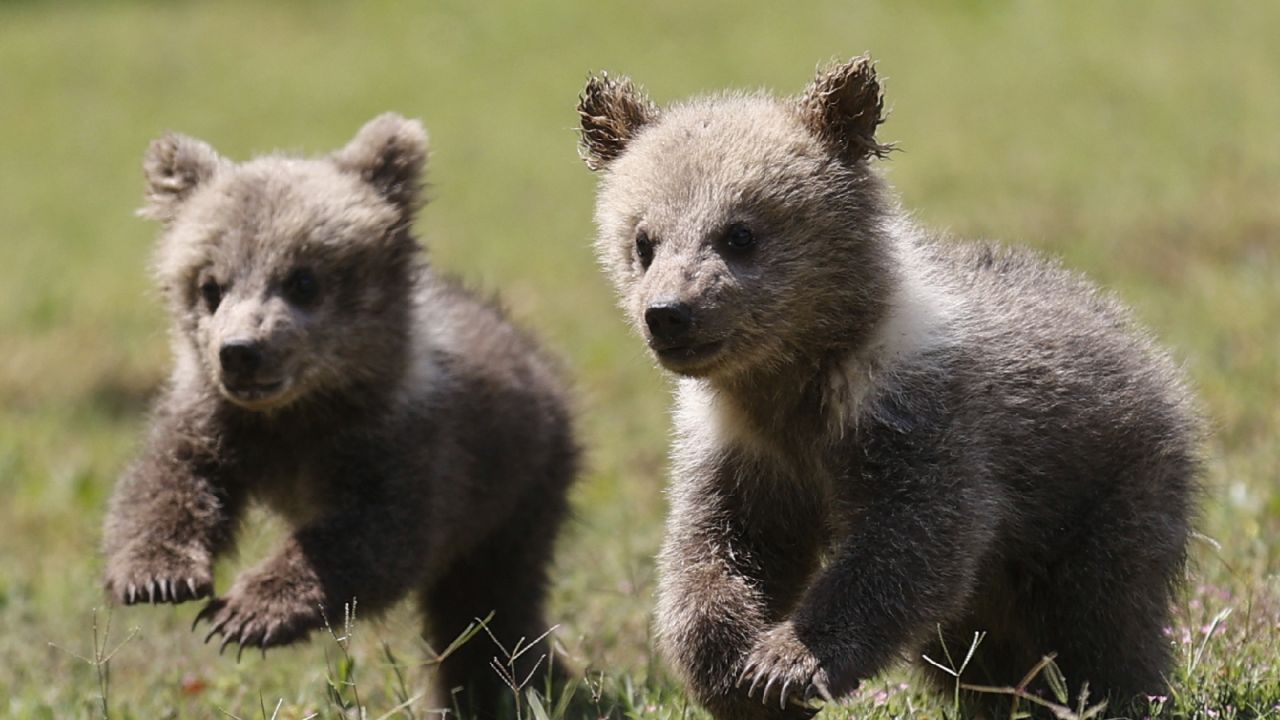 Taş Devri'nden İlhamla: Mağarada Bulunan Yavru Bozayılar "Fred" ve "Barney" Mersin'de Büyütülüyor
