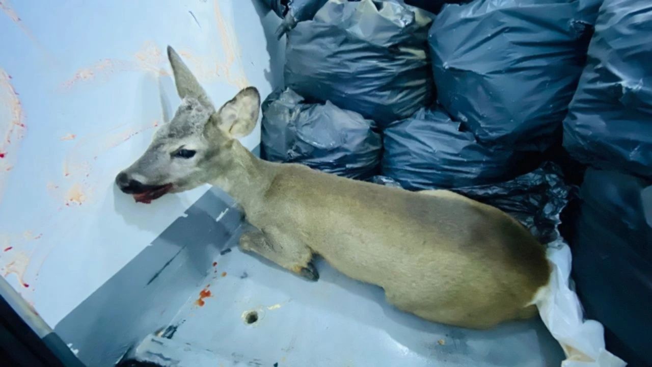 Kırklareli'nde Bulunan Karaca Yavrusu Koruma Altına Alındı
