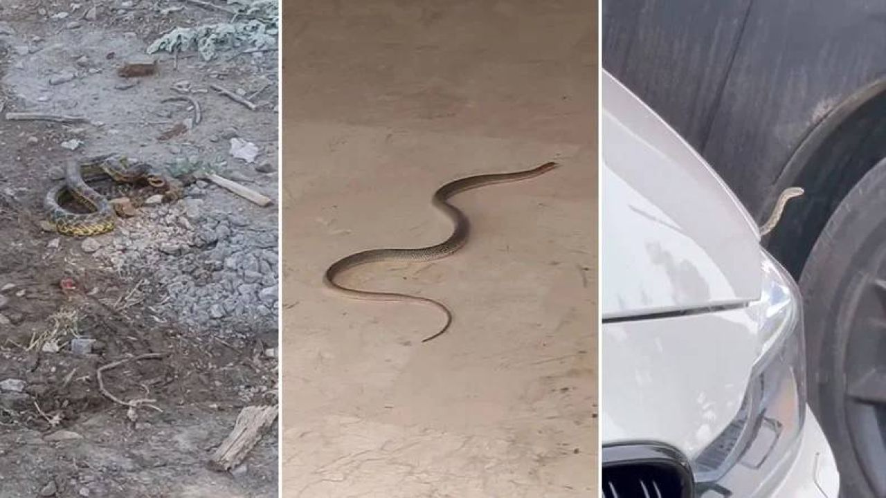 Bursa'da Yılan Paniği: Yollarda, Binalarda, Arabalarda Görüldüler
