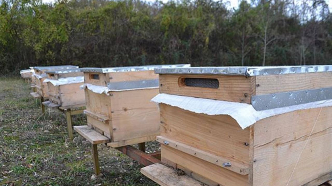 Hacizde Kraliçe Arılara El Konuldu
