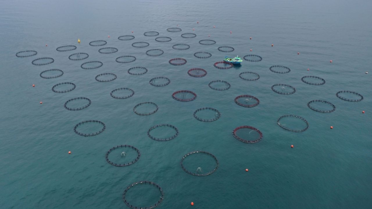 Doğu Karadeniz'in Su Ürünleri İhracatında Rekor Artış
