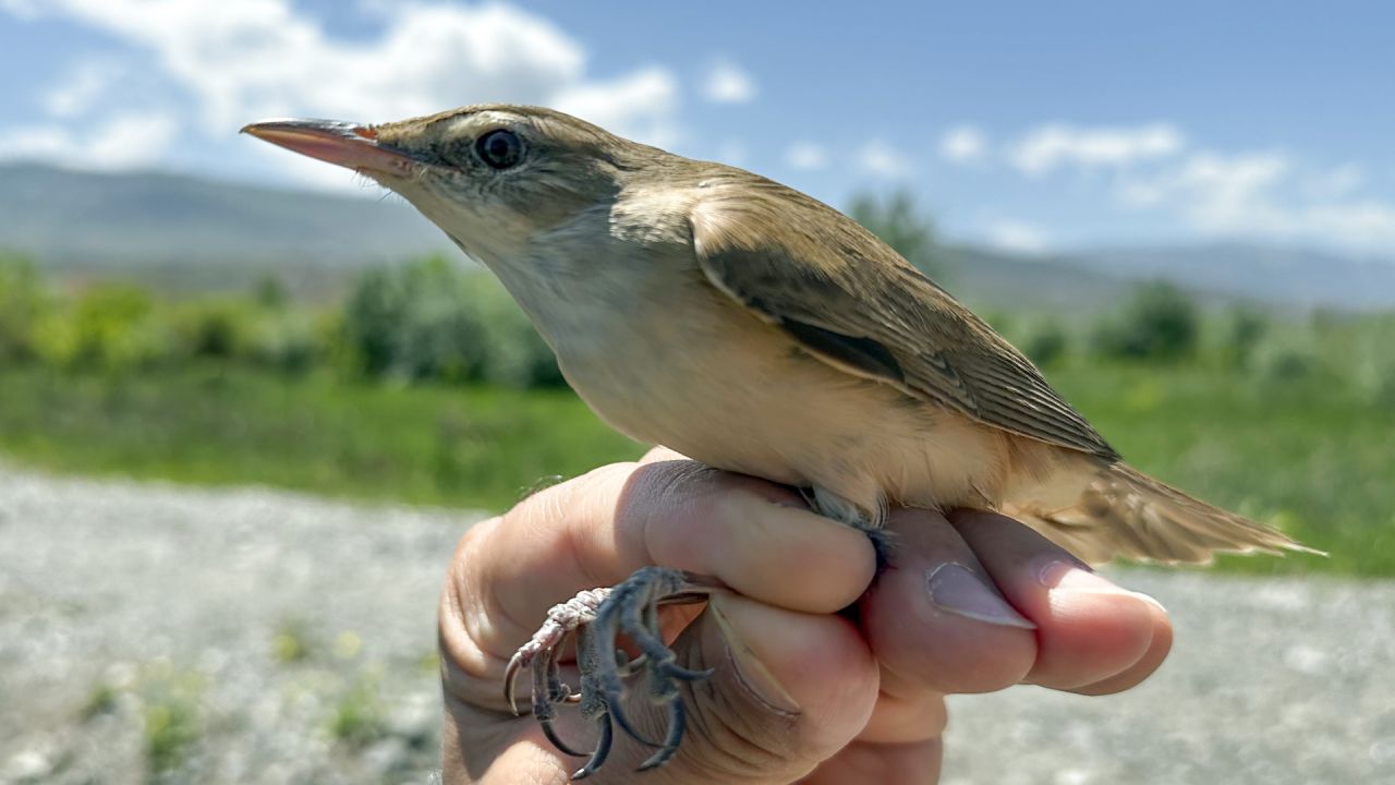 Kıtalararası Göçen Kuş 1 Gramlık Cihazla Takip Edildi
