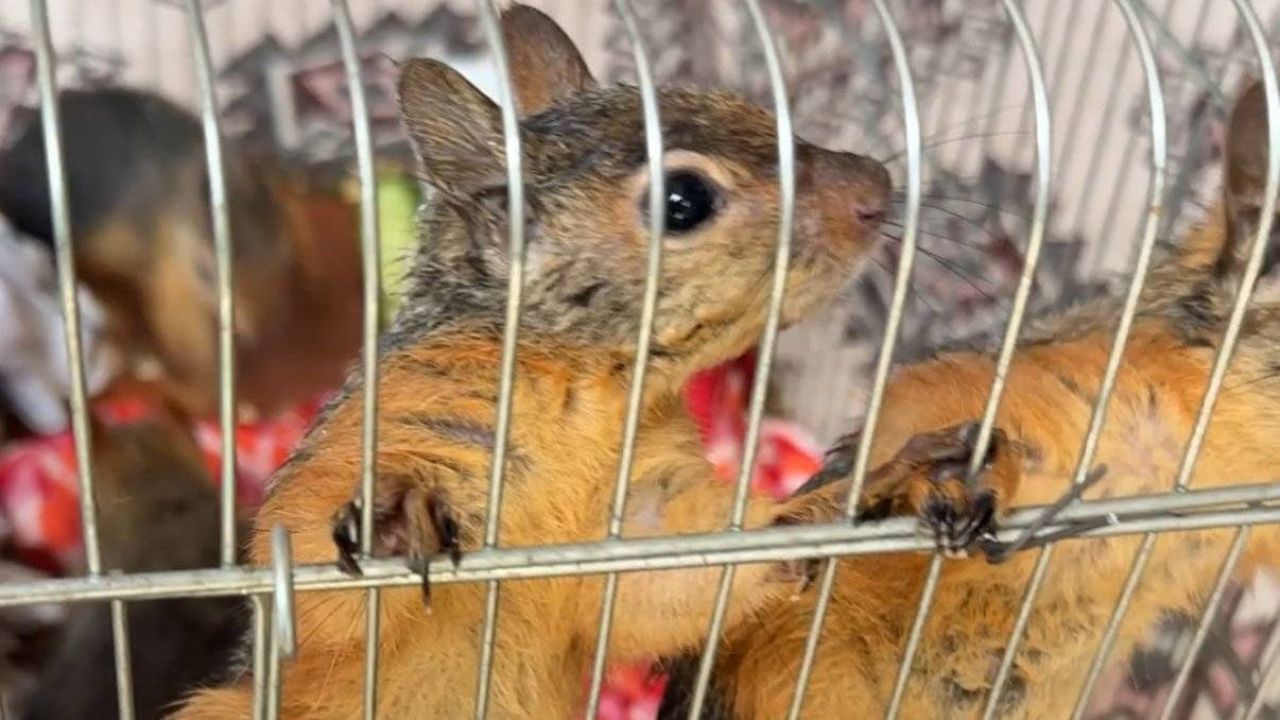 Nesli Tükenmekte Olan Sincabı Satışa Çıkaran Şahıs Gözaltına Alındı
