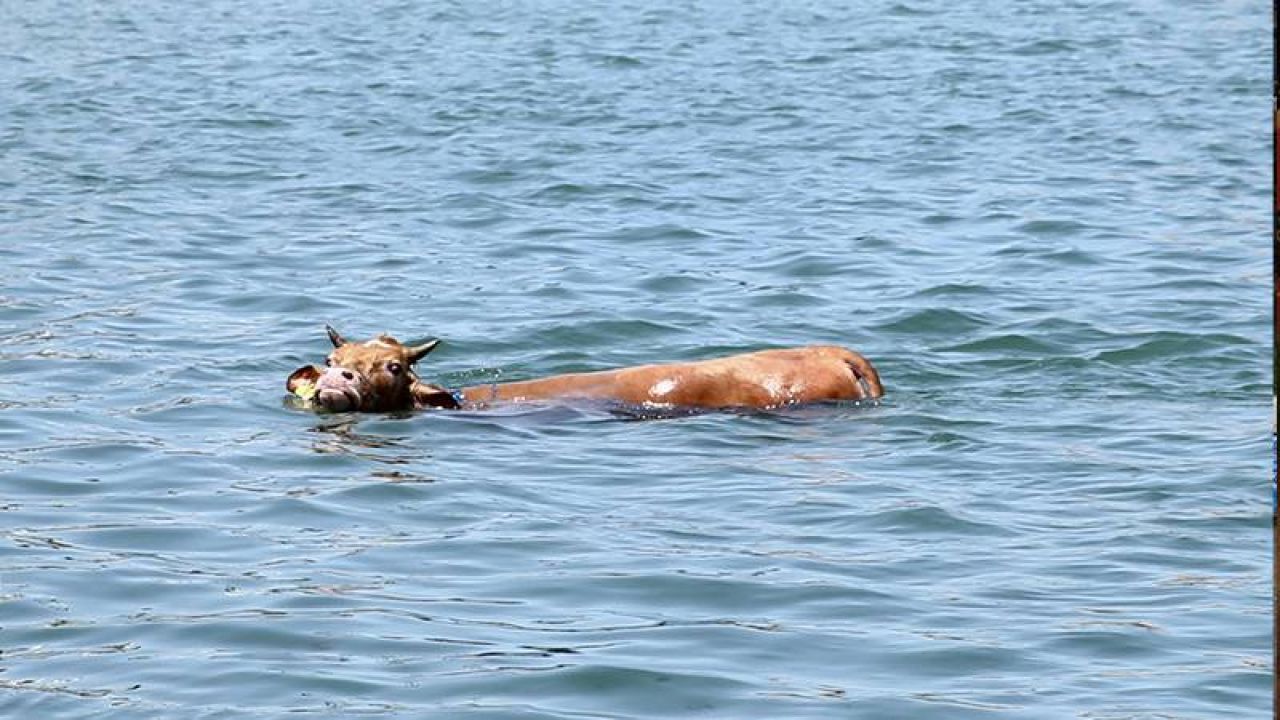Denize Atladı Ama Kurtulamadı: Kurbanlık Balıkçı Kulübesinde Yakalandı
