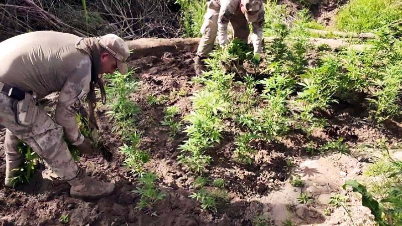 Diyarbakır'da Milyonlarca Kök Kenevir ve Skunk Ele Geçirildi, 22 Tutuklama
