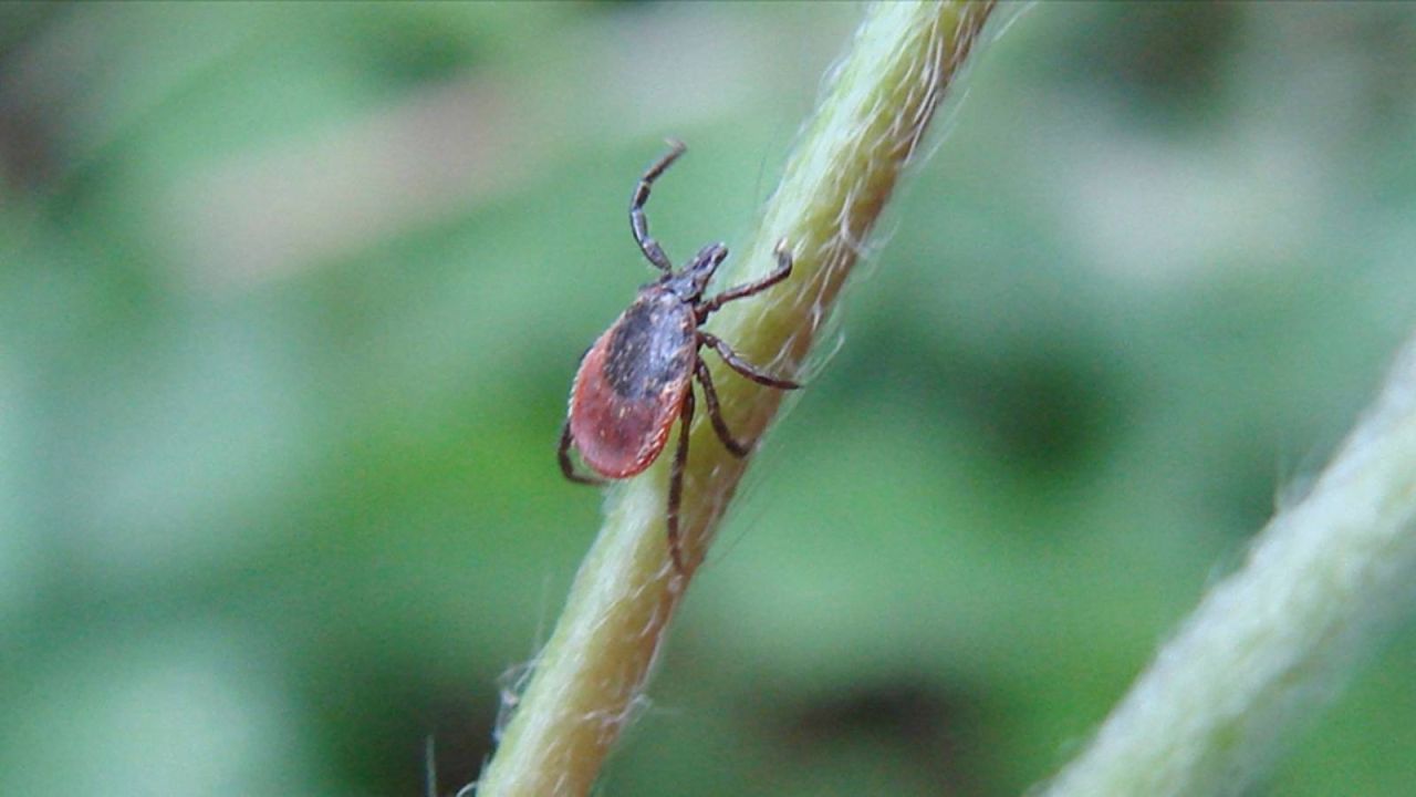 Kene Tehlikesi Can Aldı: Kayseri'de Kkka Şüphesiyle Tedavi Gören Hasta Yaşamını Yitirdi
