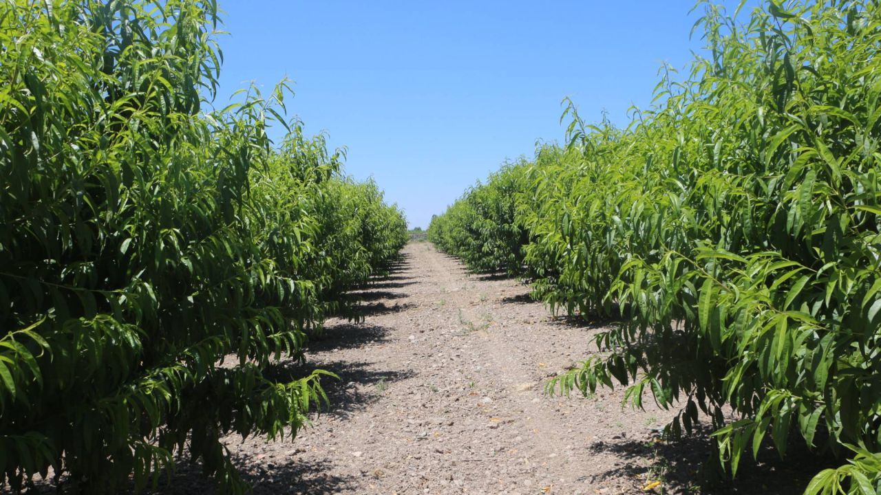 Tokat'ta Zirai Don, Kiraz Üretimini Vurdu