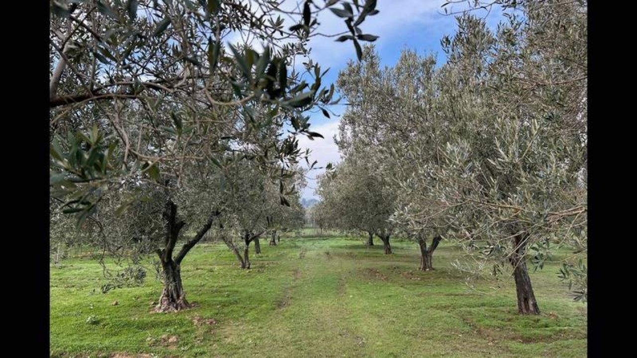 Murat Muratoğlu: Zeytin Evladiyelik, Maden Günü Kurtarır

