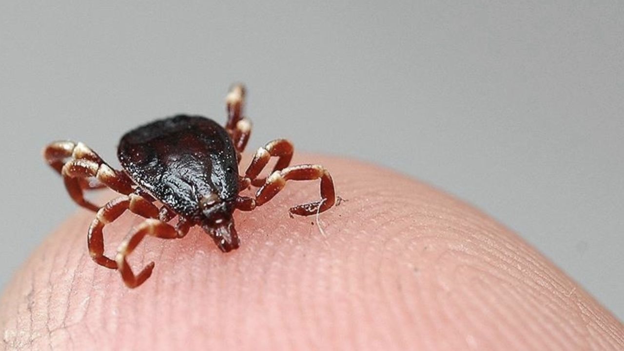 Tokat'ta Kkka Şüphesiyle Tedavi Gören Kadın Öldü
