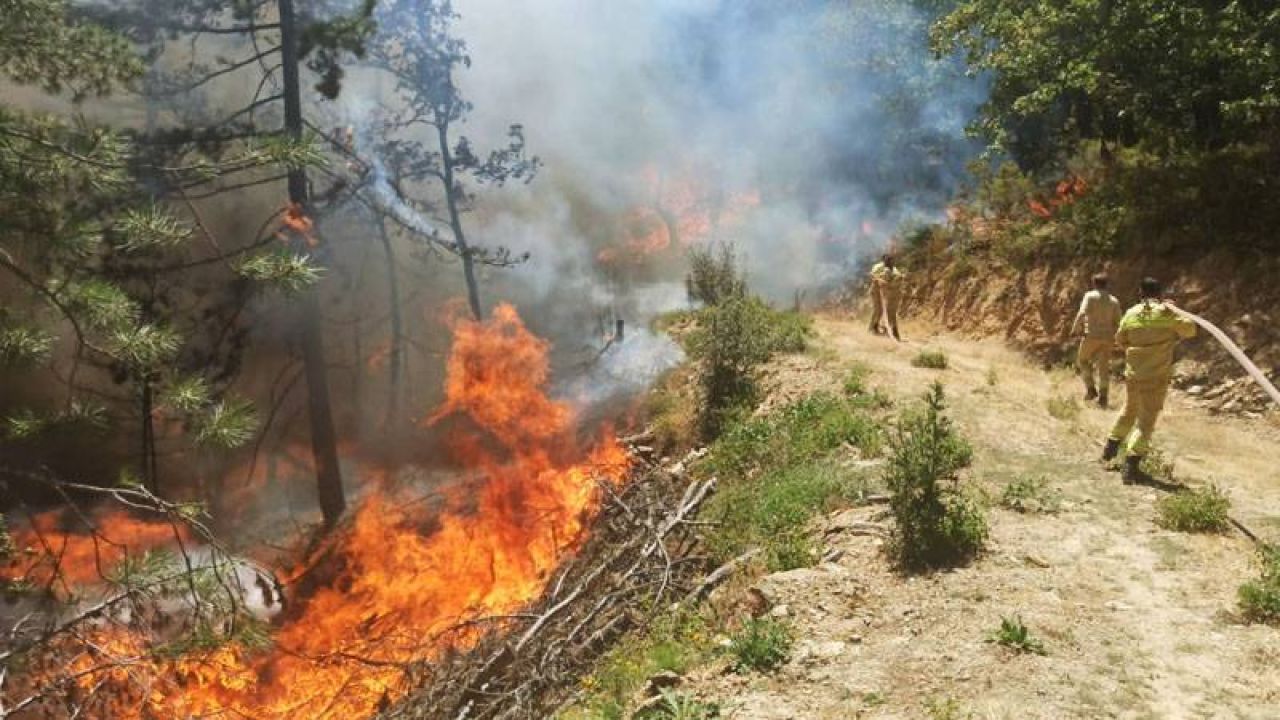 Bursa'nın İki İlçesinde Orman Yangını
