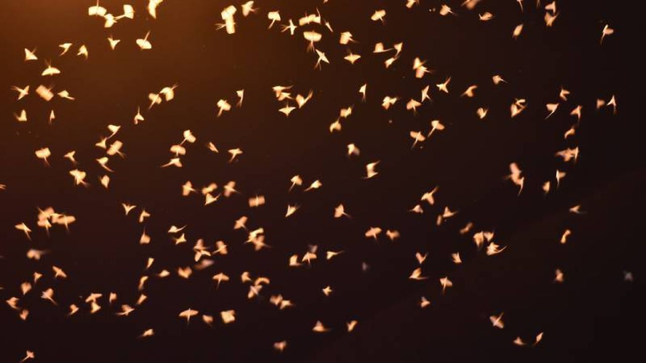 Sinekler Bu Yıl Da "Ölüm Uçuşu" İle Çiftleşti
