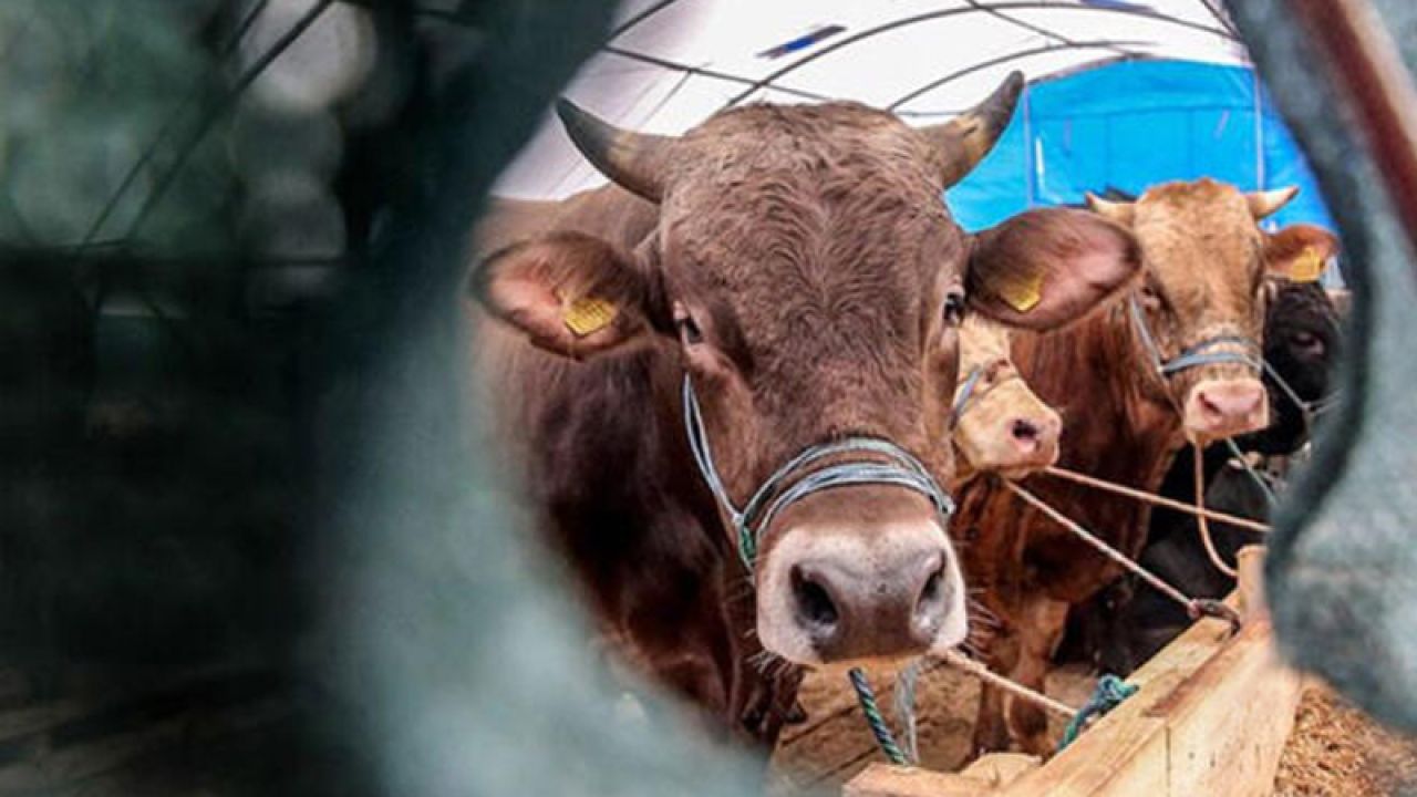 Hayvancılık Genel Müdürlüğü'nün Görev Ve Yetkileri Yeniden Düzenlendi
