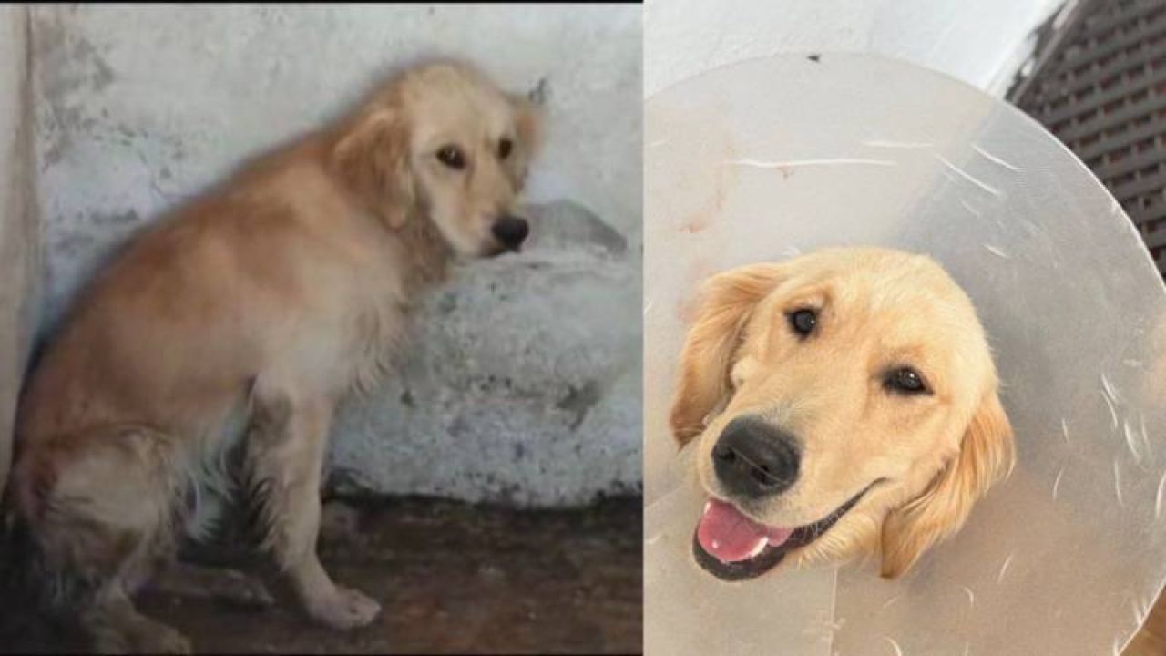 Sokak Hayvanları Hapsedildi, Ölümler Yaşandı: "Yaşam Hakkı Hepimizin Sorunu"
