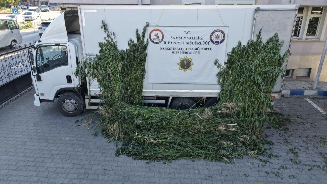 Samsun'da Ayçiçeği Tarlasında Kenevir Operasyonu
