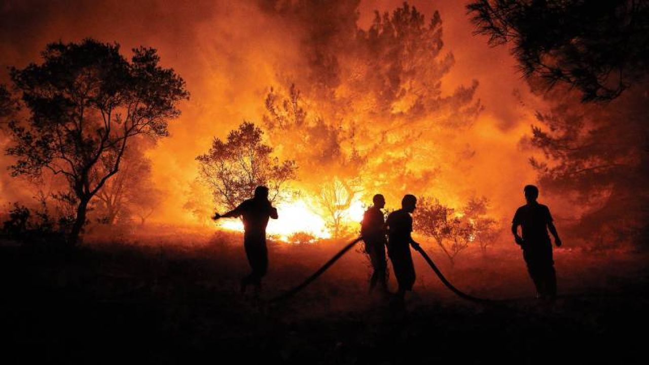 Orman Genel Müdürlüğü Kârını Faize Yatırmış
