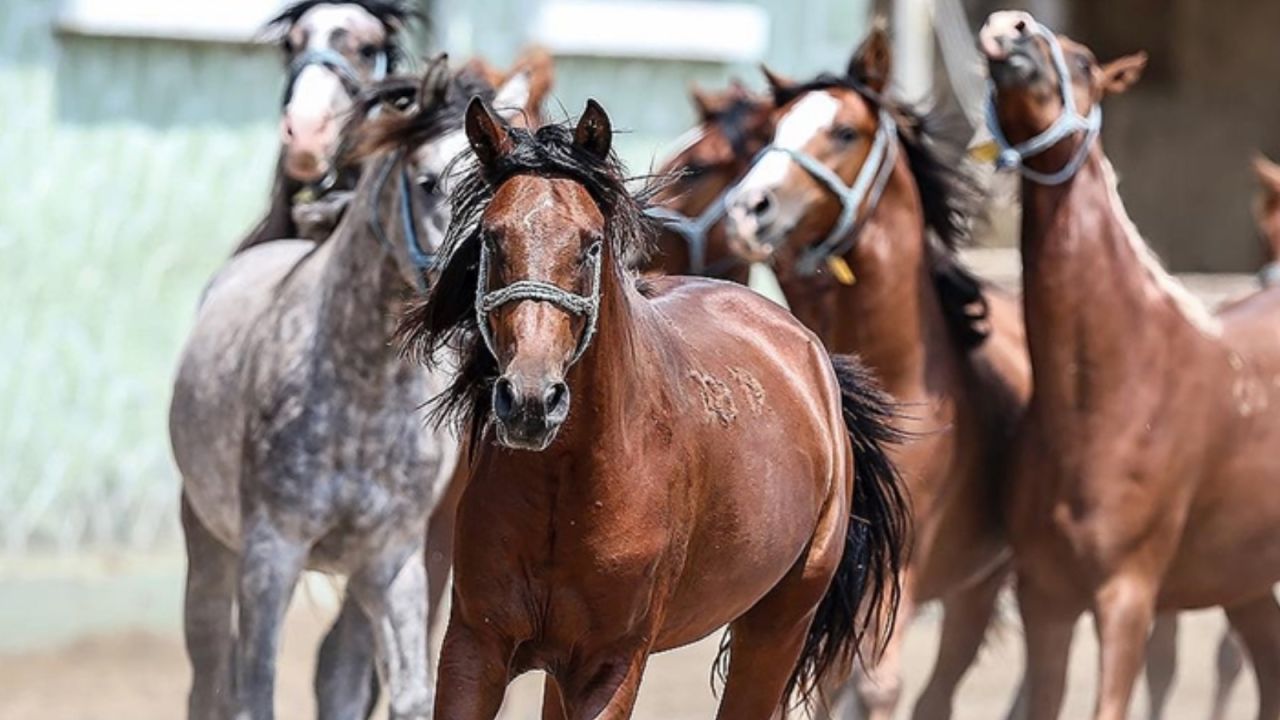 Tigem 69 Safkan Arap Koşu Tayı Satacak
