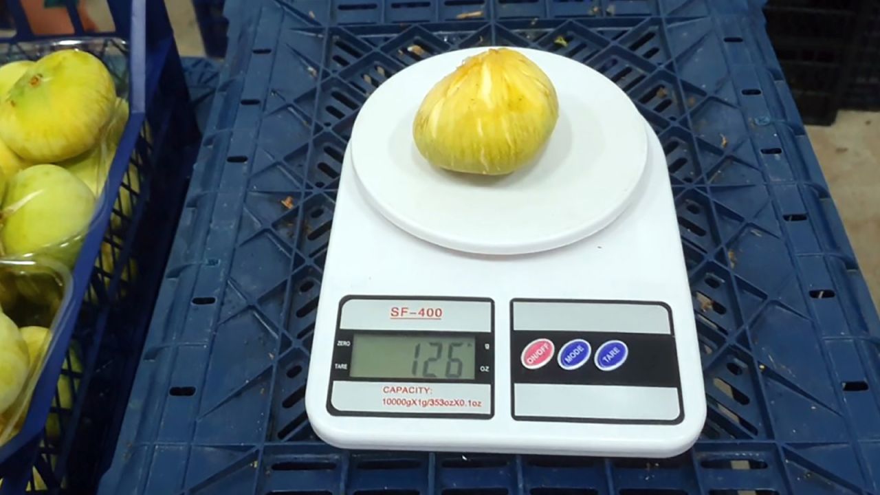 Mut Beyazı İncir, Coğrafi İşaret Yolunda, Tanesi 20 TL'den İhraç Ediliyor
