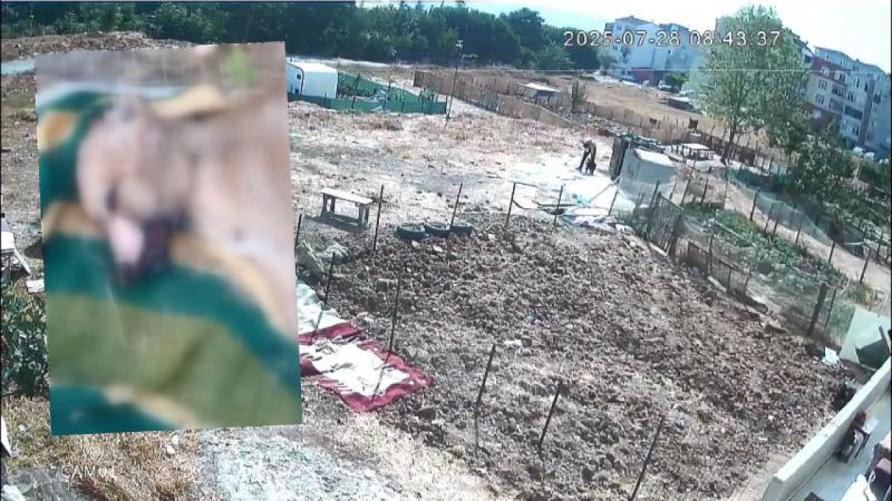 İstanbul'da Akılalmaz Vahşet: Köpeğe İşkence, Diğerinin Derisi Yüzüldü
