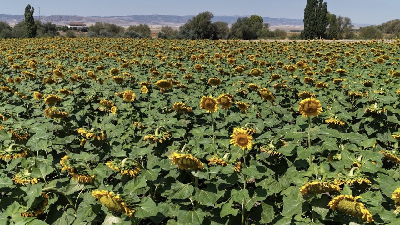 Yozgat'ta Ayçiçeği Üreticisi Hasat Öncesi Endişeli
