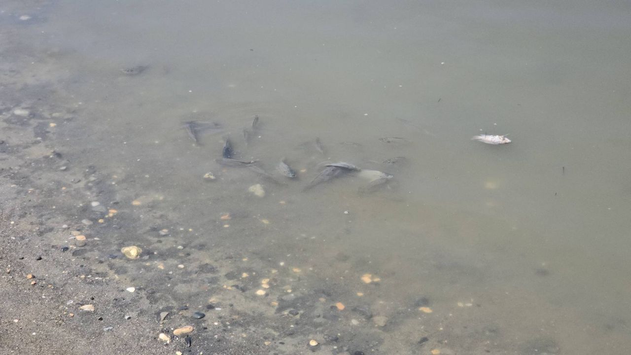 Asi Nehri'nde Su Sümbülü İstilası Balık Ölümlerine Neden Oldu
