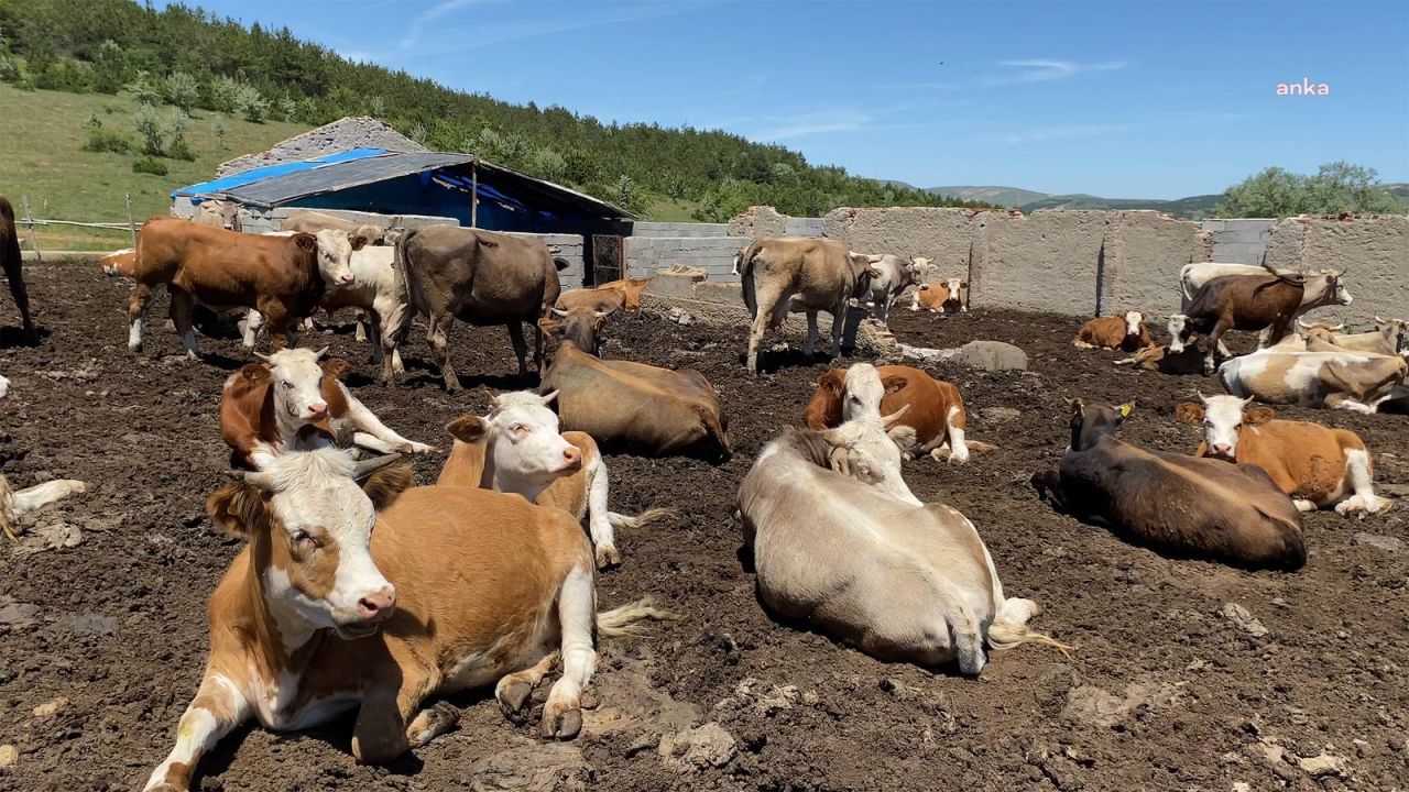 Hayvan Pazarları Kapalı, Besiciler Zor Durumda: "Bu Yozgat'ın Değil Türkiye'nin Meselesi!"
