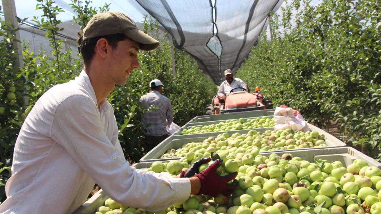 Isparta'da Elmada Don Kaybı Yüzde 30'u Buldu, Rekolte Beklentisi 900 Bin Ton
