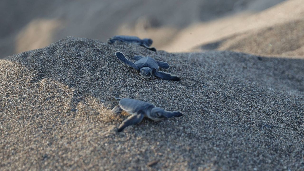 Mersin Ve Hatay'da Yavru Deniz Kaplumbağaları Denize Ulaştı
