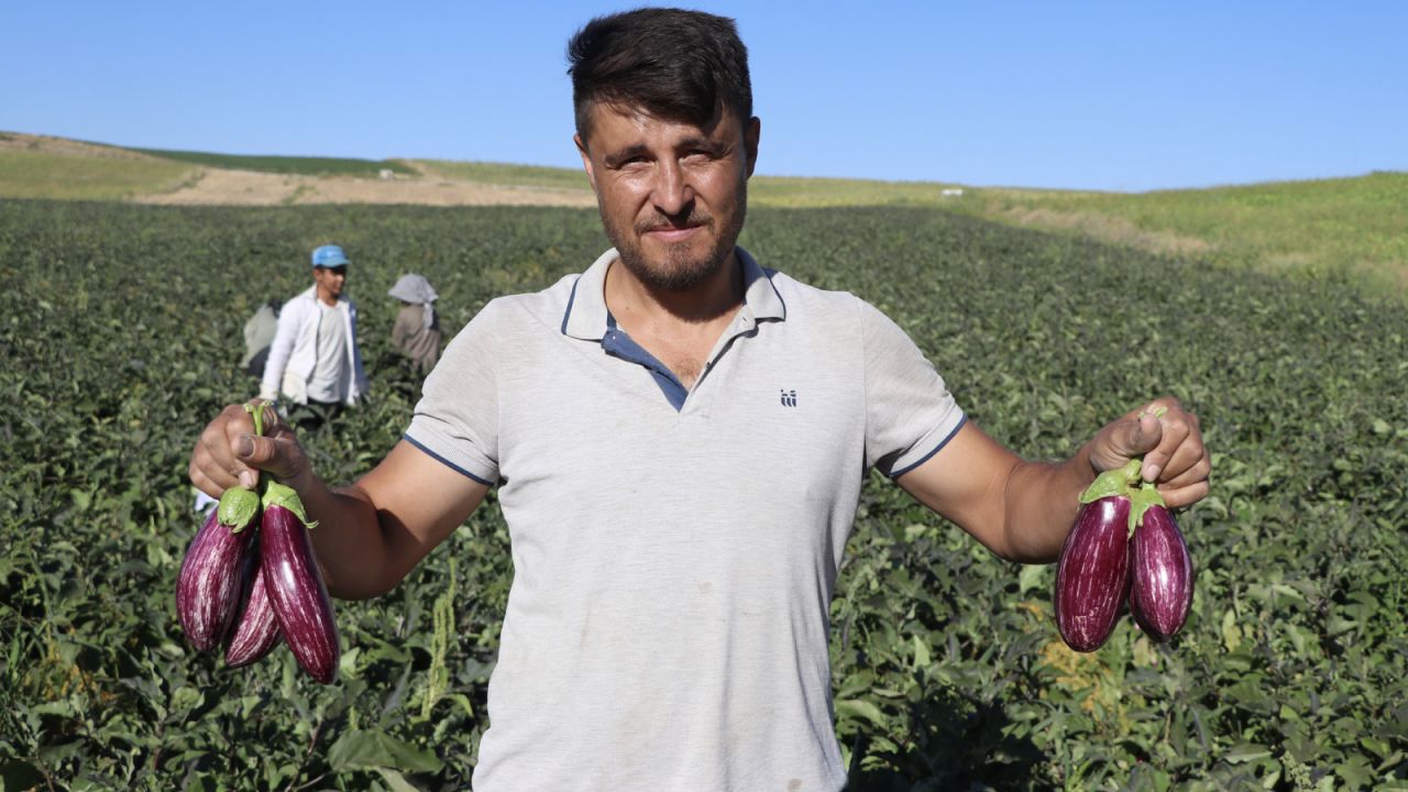 Yamula Patlıcanında Hasat Başladı, 50 Farklı Çeşitte Değerlendiriliyor
