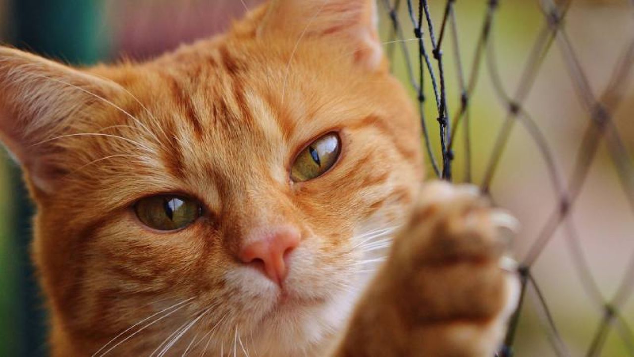 Hayfed: İstanbul'da Kediler Güvenlik Gerekçesiyle Toplatılıyor
