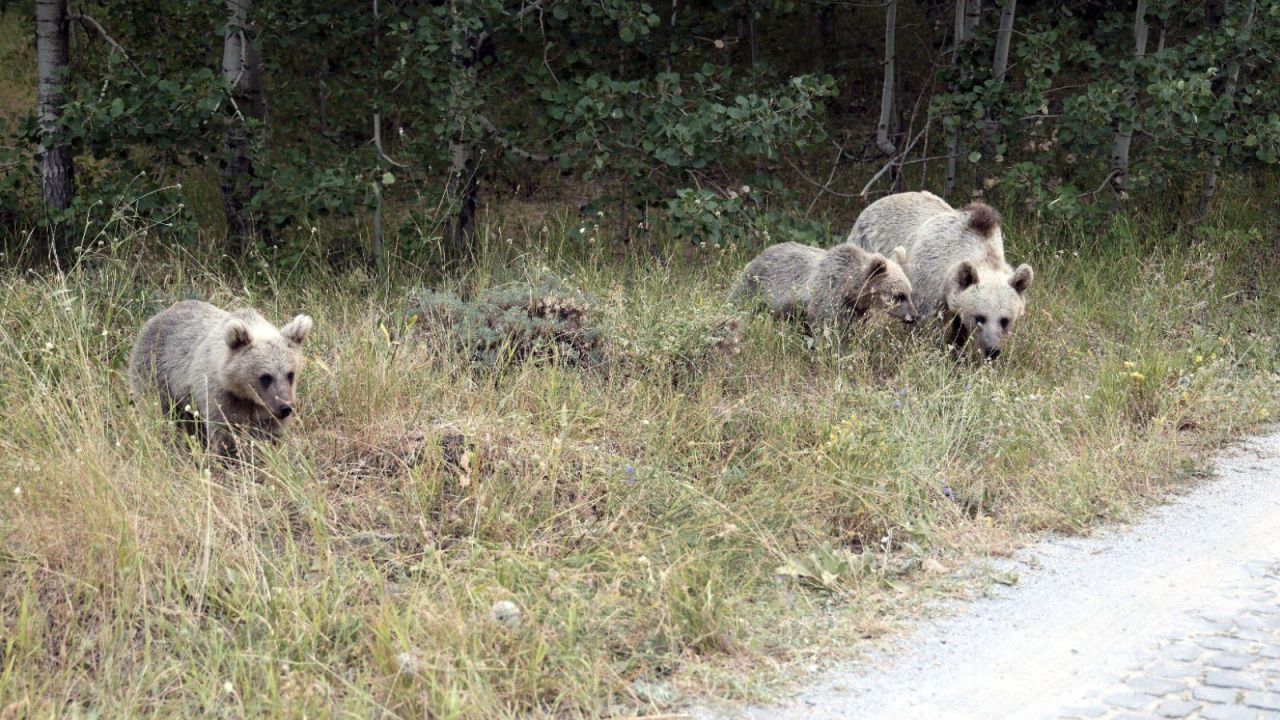 Nemrut Krater Gölü Ve Kalderası Ziyarete Kapatıldı

