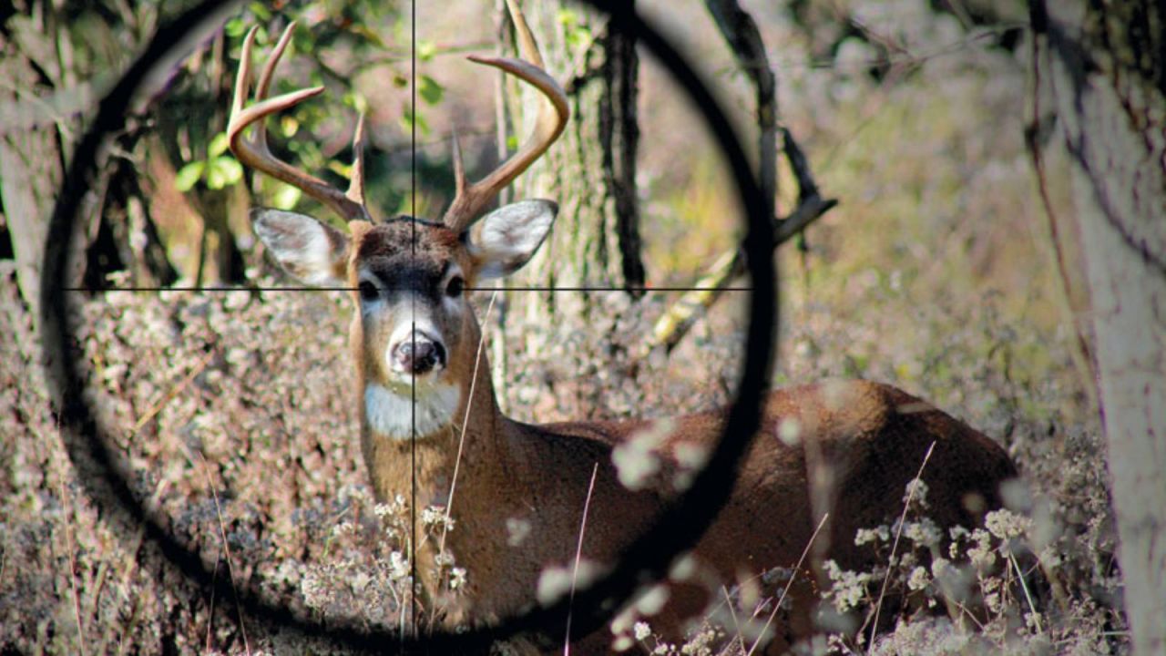 Kızıl Geyik Ve Yaban Koyunu Avlanmasıyla İlgili Suç Duyurusu Yapıldı