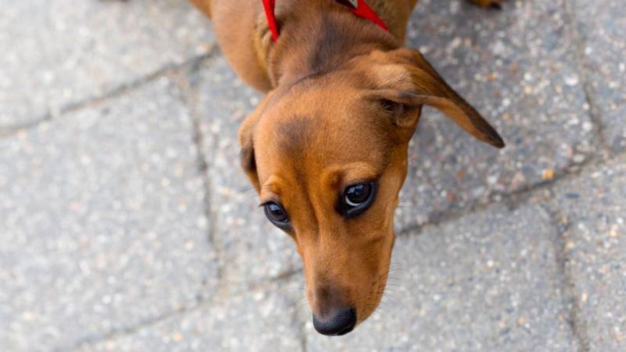 Köpeğiyle Adliyeye Girmek İsteyen Şahıs Polise Hakaretten Yargılanacak
