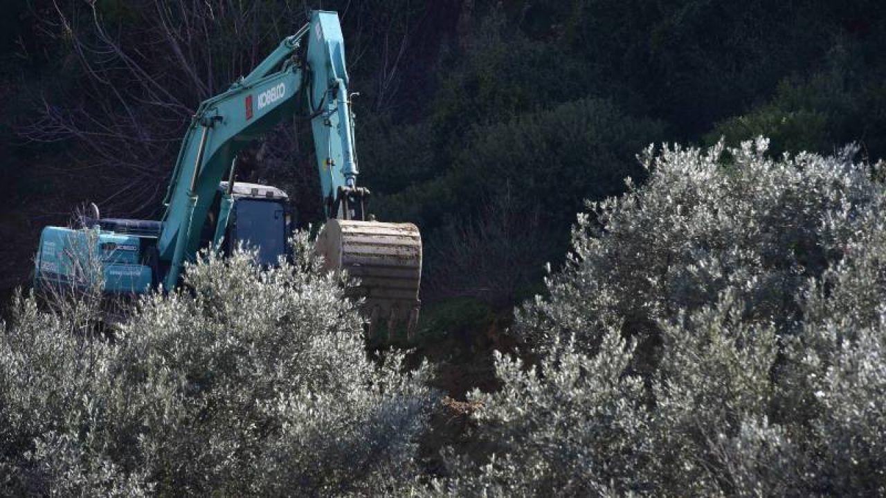 Kamulaştırma Köylüyü Vurdu: Zeytinler Taşınıyor, Köylü Kiracı Oluyor
