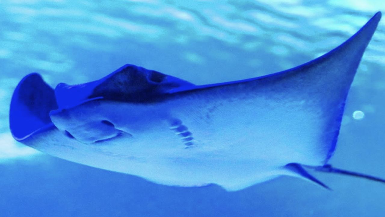 Ankara'daki Aqua Vega Akvaryumuna 250 Kiloluk Yeni Üye
