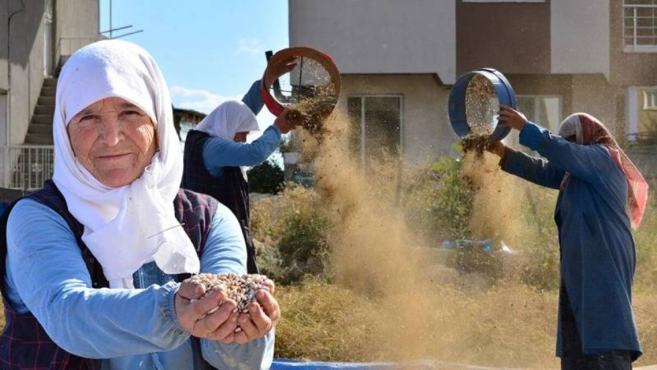 Türk Mutfağının Vazgeçilmezi Biberde Hasat Başladı
