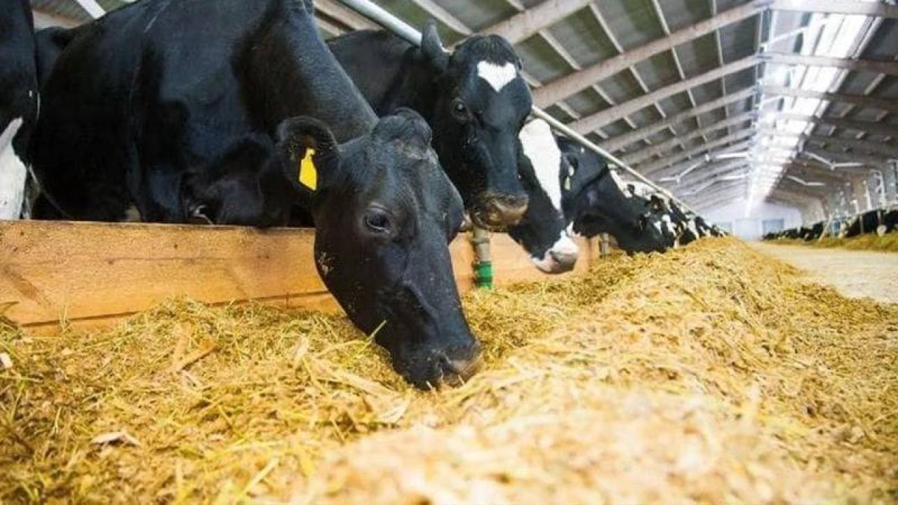 Chp'den Yem Ve Saman Fiyatlarına Tepki: Artışlar Sofradaki Ekmeği De Vuruyor
