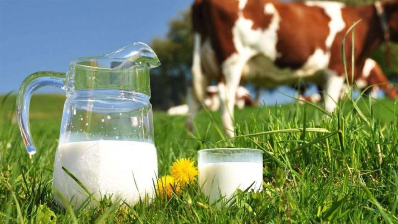 İnek Kesimi Süt Fiyatlarını Artırabilir Mi?
