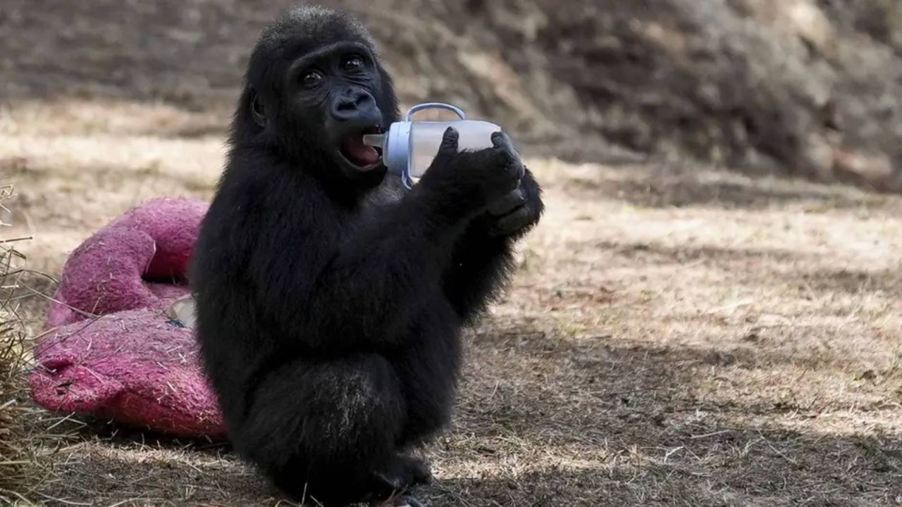 Nijerya'dan Türkiye'ye Zeytin Tepkisi