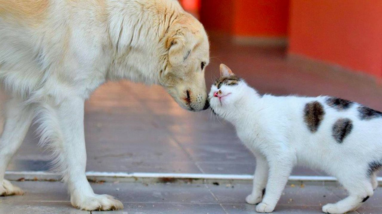 Sokak Hayvanlarına Yönelik Uygulamalar Ombudsmanlıkta: Toplama ve Öldürme Yetkisi Tartışması