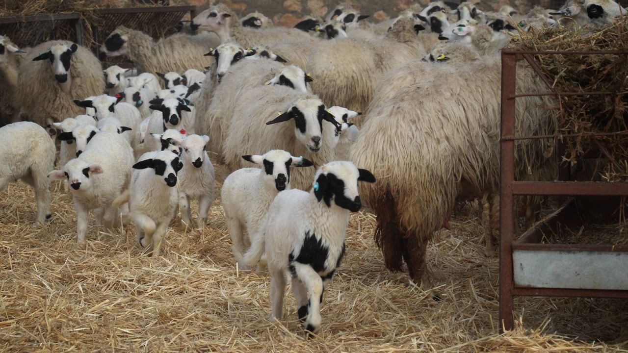 Balıkesir Kuzusu Etiketli Ürünlerde Fiyat Manipülasyonu İddiası