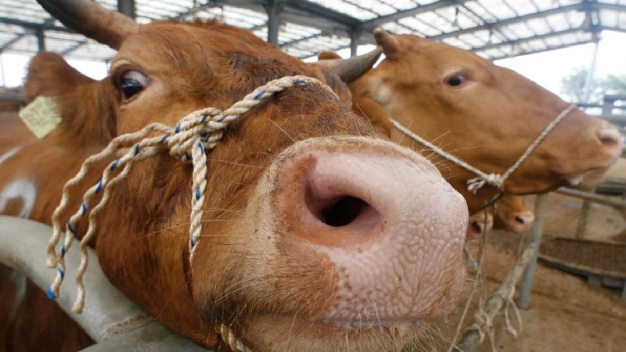 Deli Dana Hastalığı Türkiye’de Yayılıyor Mu?