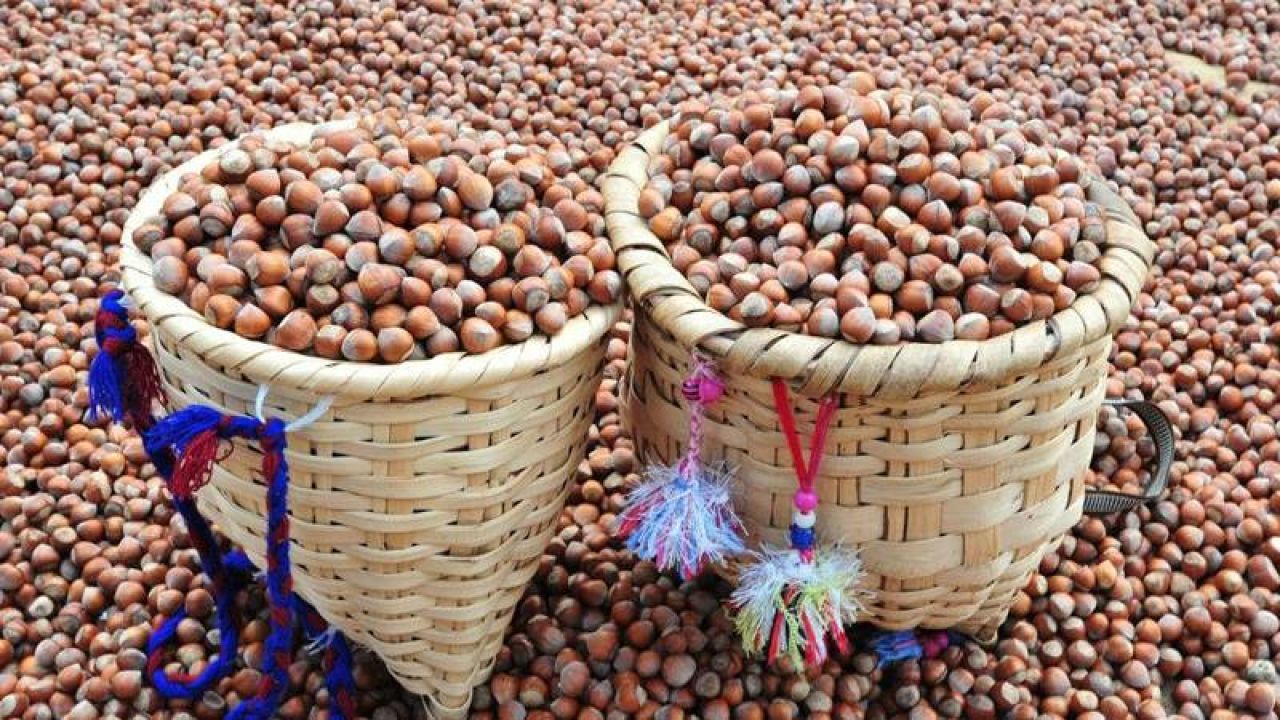 Ferrero, Fındık Alımını Durdurdu: Rekabet Kurumu Açıklama Yaptı